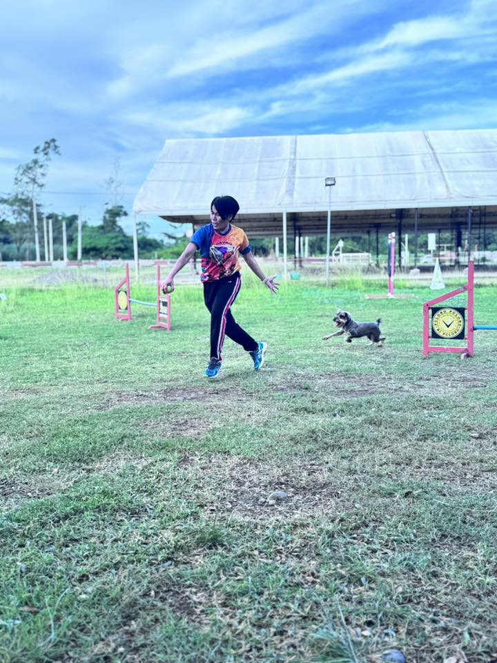 Dog agility slideshow 7