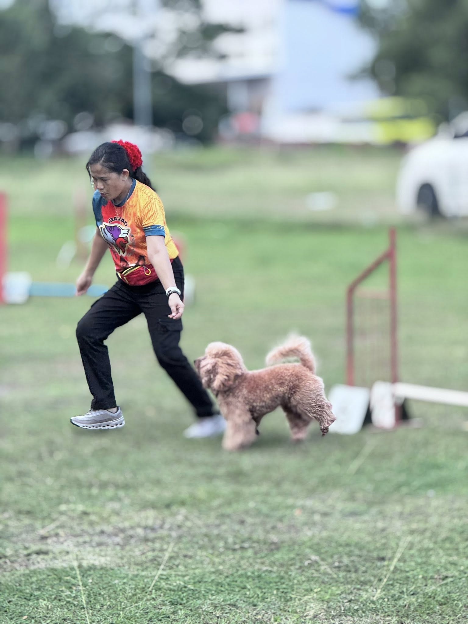 Dog agility slideshow 5